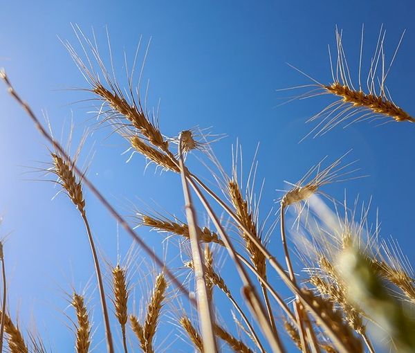 Wheat in the fields. FILE