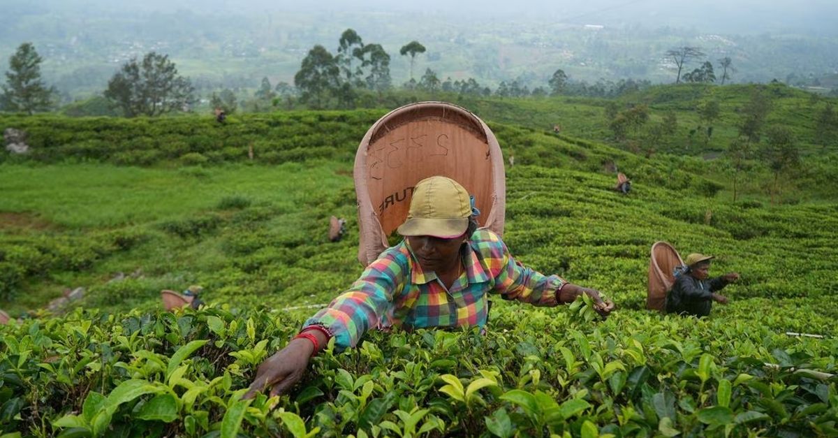 Sri Lanka To Start Tea-For-Oil Barter With Iran Next Month
