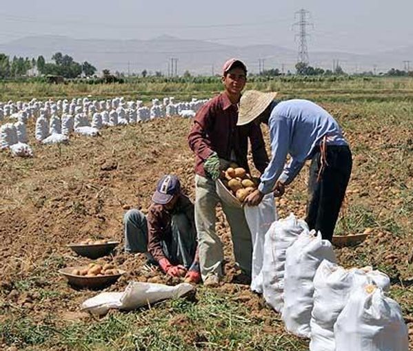 Potato farmers in Iran. Undated