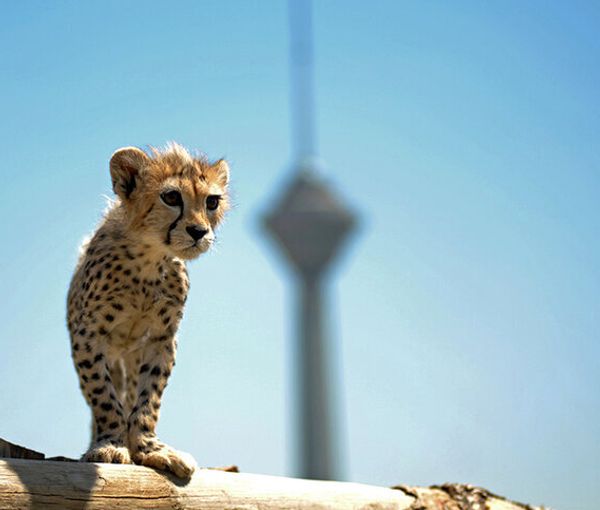 Asiatic cheetah cub Pirouz (file photo)