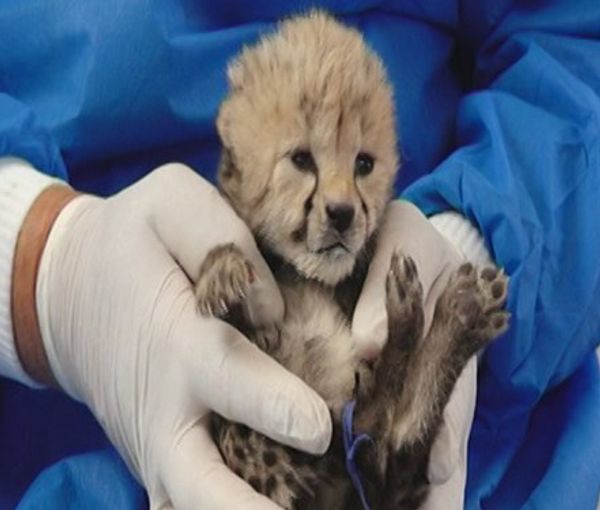 The last remaining Asiatic Cheetah cub in Iran. May 20, 2022