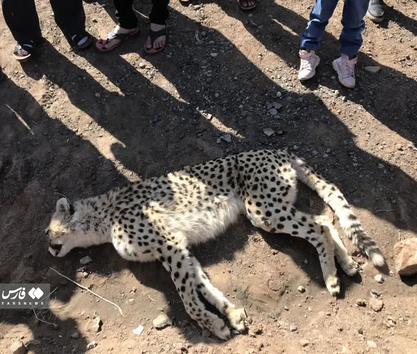 The photo of the dead cheetah (March 2023)